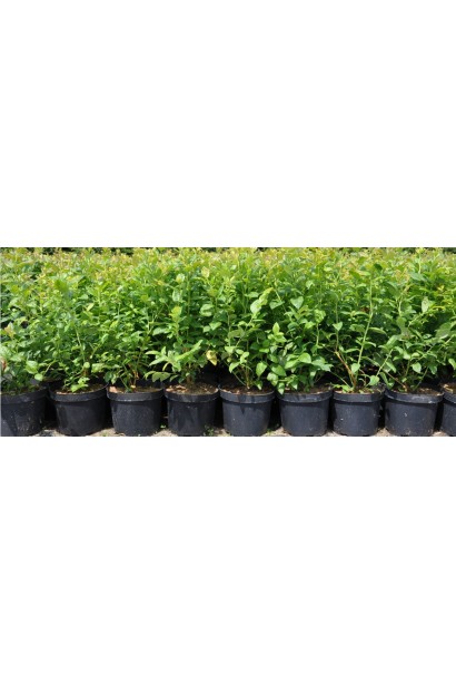 Голубика Дароу контейнер 5 л